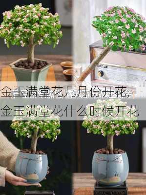 金玉满堂花几月份开花,金玉满堂花什么时候开花-第3张图片-花卉百科