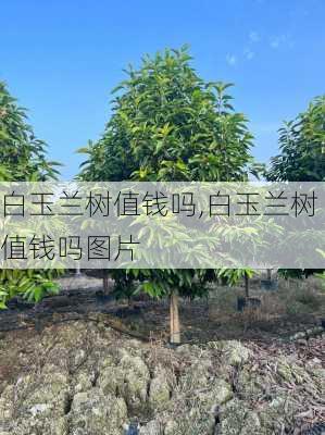 白玉兰树值钱吗,白玉兰树值钱吗图片