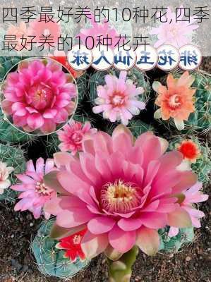 四季最好养的10种花,四季最好养的10种花卉