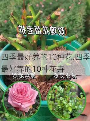 四季最好养的10种花,四季最好养的10种花卉-第2张图片-花卉百科