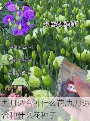 九月适合种什么花,九月适合种什么花种子-第1张图片-花卉百科