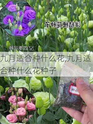 九月适合种什么花,九月适合种什么花种子-第2张图片-花卉百科