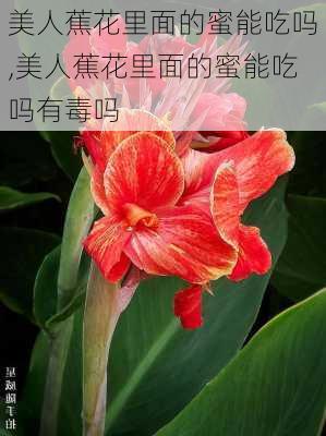 美人蕉花里面的蜜能吃吗,美人蕉花里面的蜜能吃吗有毒吗-第1张图片-花卉百科