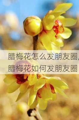 腊梅花怎么发朋友圈,腊梅花如何发朋友圈