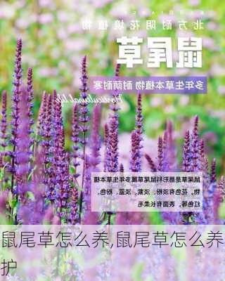 鼠尾草怎么养,鼠尾草怎么养护