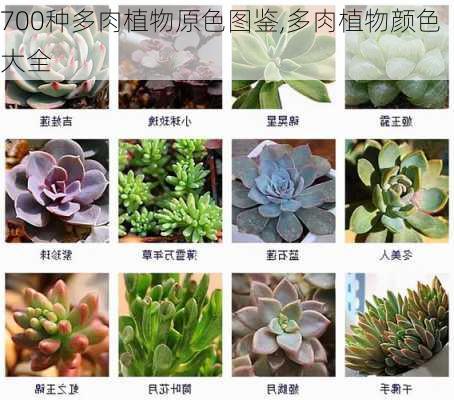 700种多肉植物原色图鉴,多肉植物颜色大全-第2张图片-花卉百科