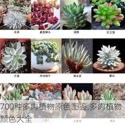 700种多肉植物原色图鉴,多肉植物颜色大全-第3张图片-花卉百科