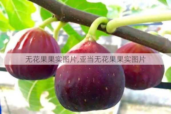 无花果果实图片,亚当无花果果实图片-第3张图片-花卉百科