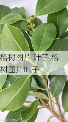 榕树图片 叶子,榕树图片叶子-第2张图片-花卉百科