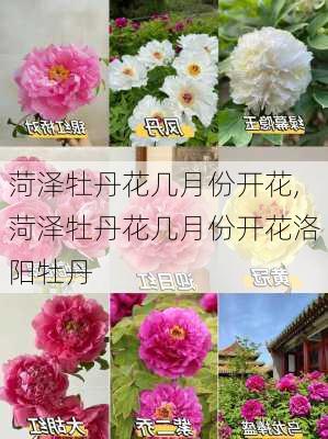 菏泽牡丹花几月份开花,菏泽牡丹花几月份开花洛阳牡丹