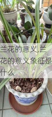 兰花的意义,兰花的意义象征是什么-第2张图片-花卉百科