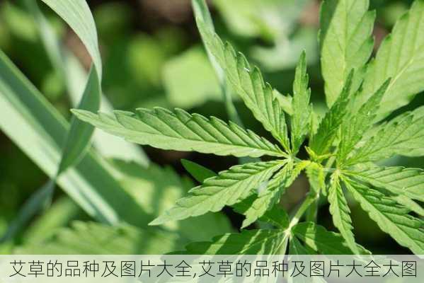 艾草的品种及图片大全,艾草的品种及图片大全大图-第3张图片-花卉百科