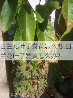 白兰花叶子发黄怎么办,白兰花叶子发黄怎么办?