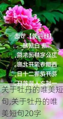 关于牡丹的唯美短句,关于牡丹的唯美短句20字-第1张图片-花卉百科