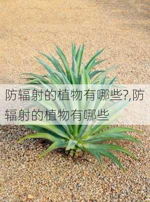 防辐射的植物有哪些?,防辐射的植物有哪些