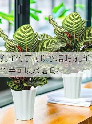 孔雀竹芋可以水培吗,孔雀竹芋可以水培吗?-第2张图片-花卉百科