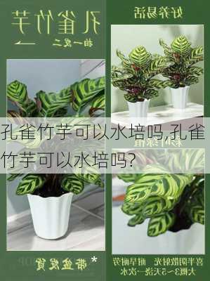 孔雀竹芋可以水培吗,孔雀竹芋可以水培吗?-第3张图片-花卉百科