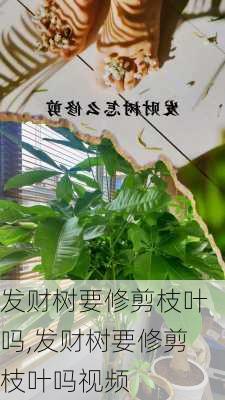 发财树要修剪枝叶吗,发财树要修剪枝叶吗视频