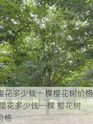 樱花多少钱一棵樱花树价格,樱花多少钱一棵 樱花树价格-第3张图片-花卉百科