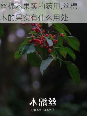 丝棉木果实的药用,丝棉木的果实有什么用处-第3张图片-花卉百科