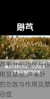 芦苇叶的功效与作用及禁忌,芦苇叶的功效与作用及禁忌症-第2张图片-花卉百科