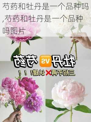 芍药和牡丹是一个品种吗,芍药和牡丹是一个品种吗图片-第1张图片-花卉百科