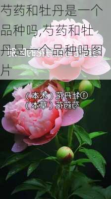 芍药和牡丹是一个品种吗,芍药和牡丹是一个品种吗图片-第2张图片-花卉百科