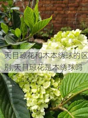 天目琼花和木本绣球的区别,天目琼花是木绣球吗-第2张图片-花卉百科