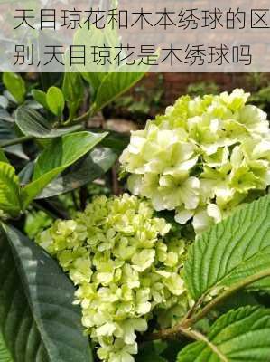 天目琼花和木本绣球的区别,天目琼花是木绣球吗-第1张图片-花卉百科