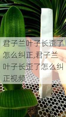 君子兰叶子长歪了怎么纠正,君子兰叶子长歪了怎么纠正视频