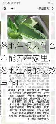 落地生根为什么不能养在家里,落地生根的功效与作用