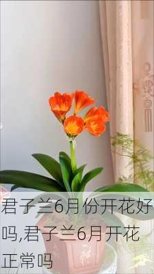 君子兰6月份开花好吗,君子兰6月开花正常吗