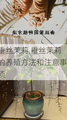 垂丝茉莉,垂丝茉莉的养殖方法和注意事项-第3张图片-花卉百科