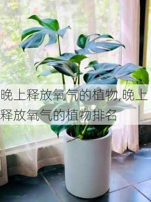 晚上释放氧气的植物,晚上释放氧气的植物排名-第3张图片-花卉百科