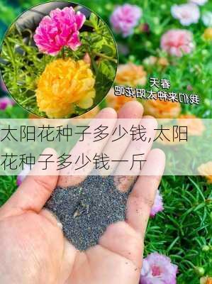 太阳花种子多少钱,太阳花种子多少钱一斤-第2张图片-花卉百科