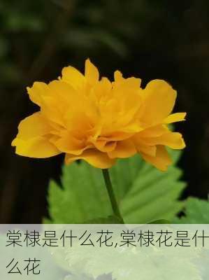 棠棣是什么花,棠棣花是什么花