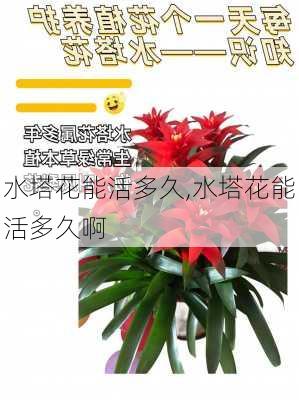 水塔花能活多久,水塔花能活多久啊-第3张图片-花卉百科