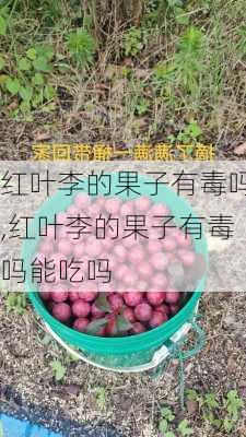 红叶李的果子有毒吗,红叶李的果子有毒吗能吃吗