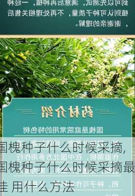 国槐种子什么时候采摘,国槐种子什么时候采摘最佳 用什么方法-第2张图片-花卉百科