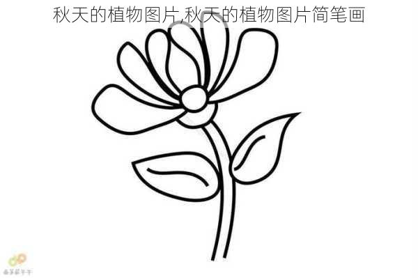 秋天的植物图片,秋天的植物图片简笔画-第1张图片-花卉百科