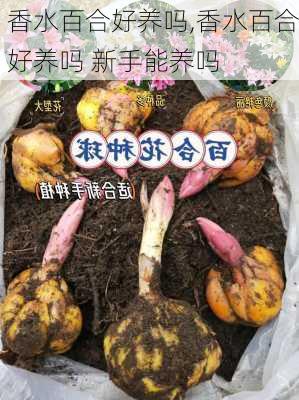 香水百合好养吗,香水百合好养吗 新手能养吗-第2张图片-花卉百科