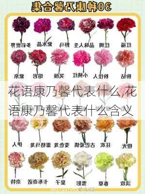 花语康乃馨代表什么,花语康乃馨代表什么含义-第2张图片-花卉百科