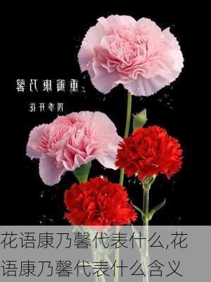 花语康乃馨代表什么,花语康乃馨代表什么含义-第3张图片-花卉百科