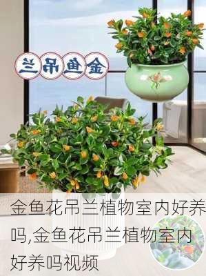 金鱼花吊兰植物室内好养吗,金鱼花吊兰植物室内好养吗视频