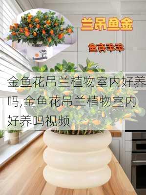 金鱼花吊兰植物室内好养吗,金鱼花吊兰植物室内好养吗视频-第3张图片-花卉百科