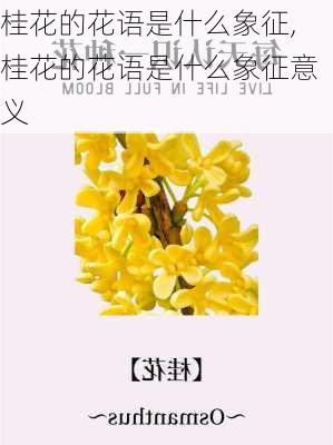 桂花的花语是什么象征,桂花的花语是什么象征意义-第2张图片-花卉百科