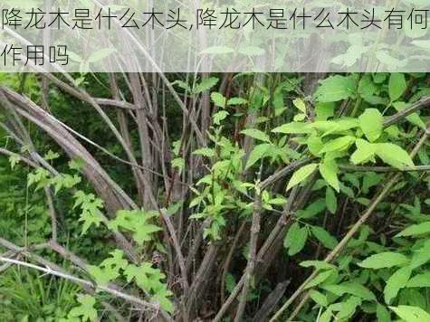 降龙木是什么木头,降龙木是什么木头有何作用吗-第3张图片-花卉百科