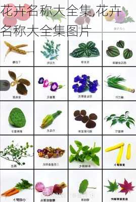 花卉名称大全集,花卉名称大全集图片