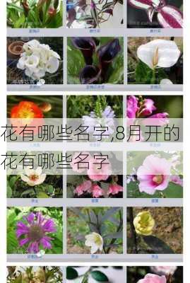 花有哪些名字,8月开的花有哪些名字