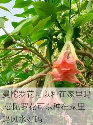 曼陀罗花可以种在家里吗,曼陀罗花可以种在家里吗风水好吗